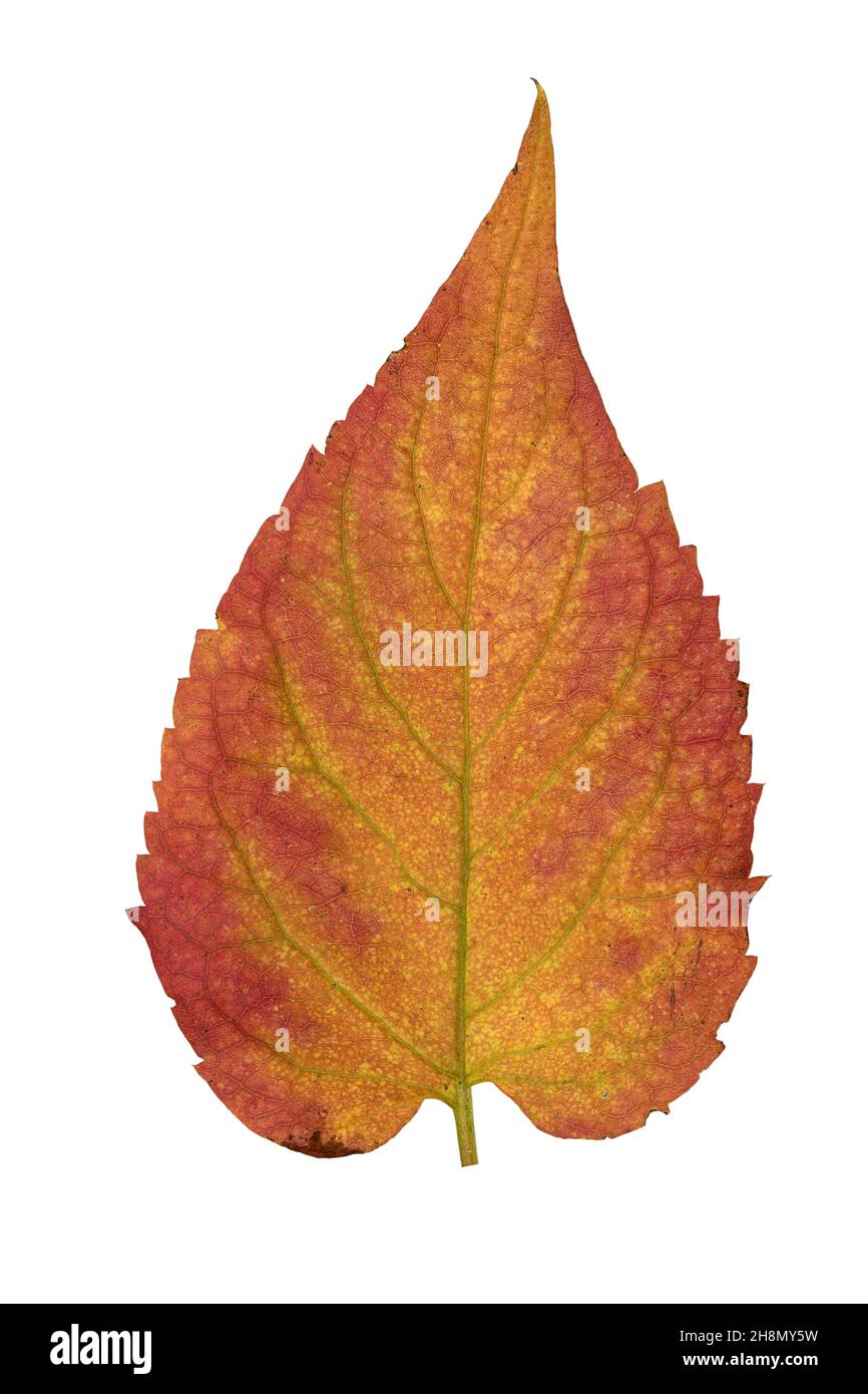 White wood aster (Eurybia divaricata) (Aster divaricatus), leaf with autumn colouring, North America, Germany Stock Photo