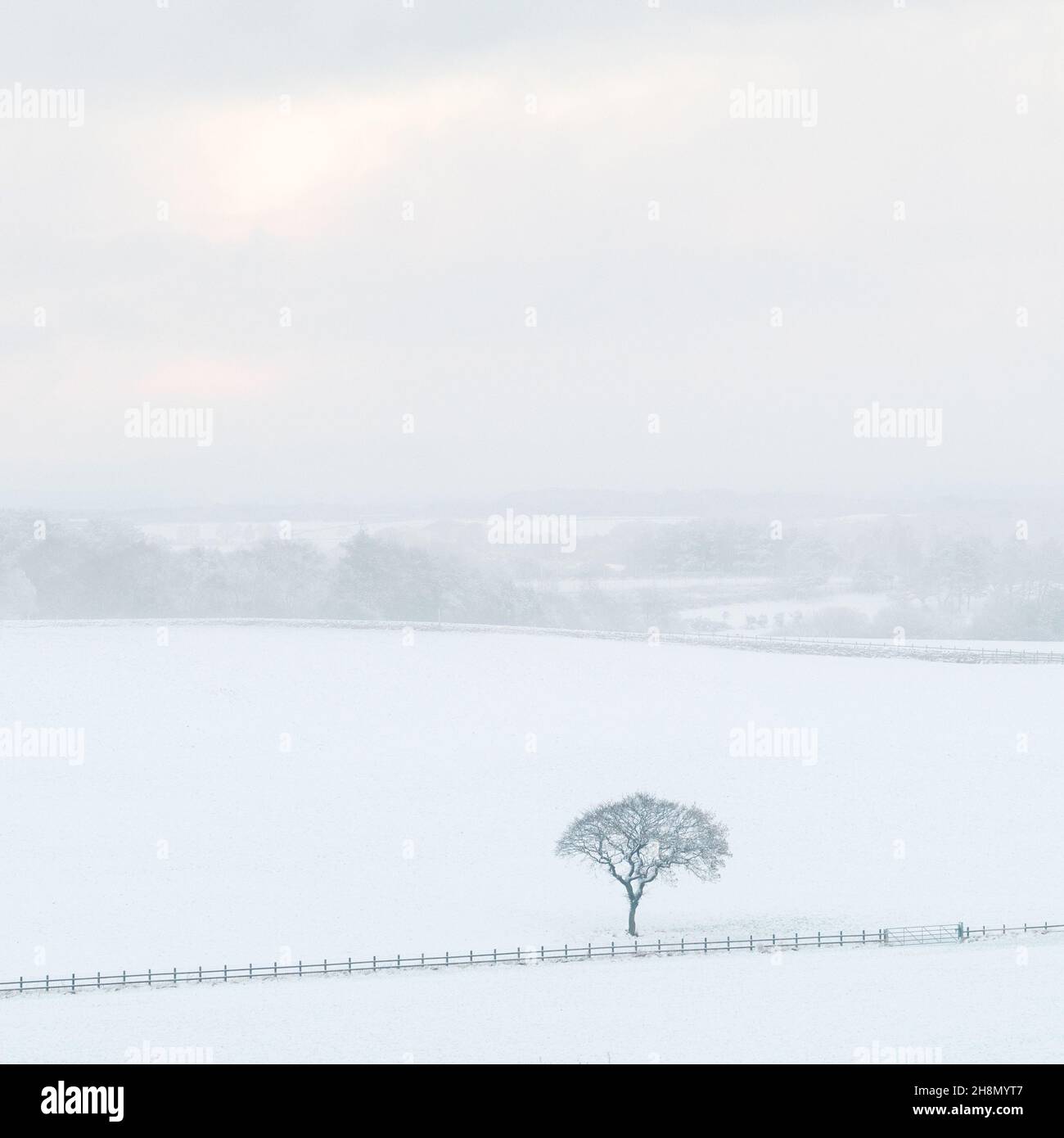 A lone tree stands out against the snow covered landscape on Rawdon Billing on a chilly afternoon in West Yorkshire following Storm Arwen. Stock Photo