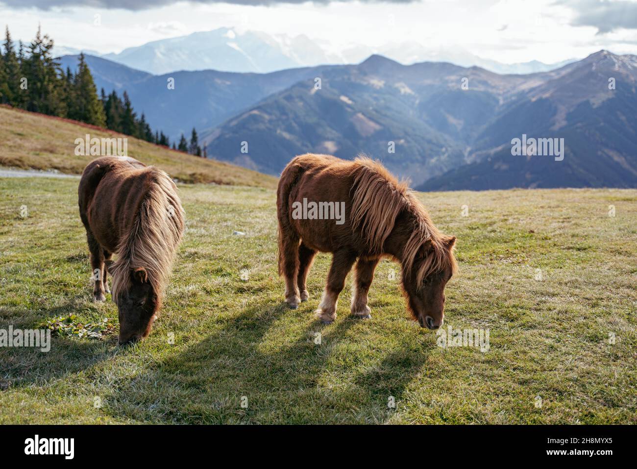 Ponies grazing near the Schoenleitenhuette, Grosser Asitz, Saalbach, Austria Stock Photo