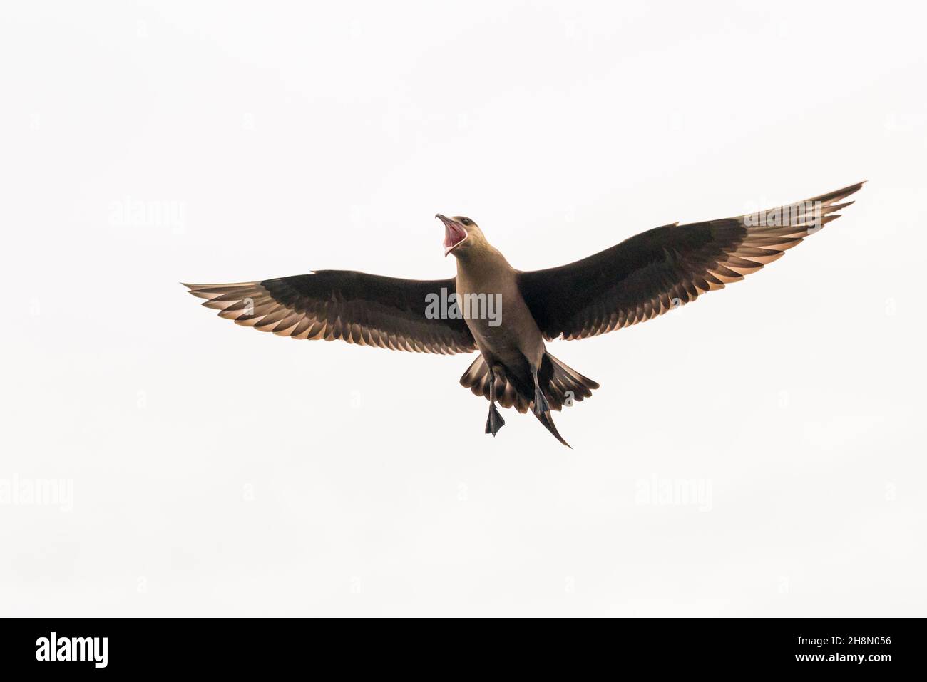 Arctic skua (Stercorarius parasiticus), small skua, flying, calling, Lauvsnes, North Trondelag, Norway Stock Photo