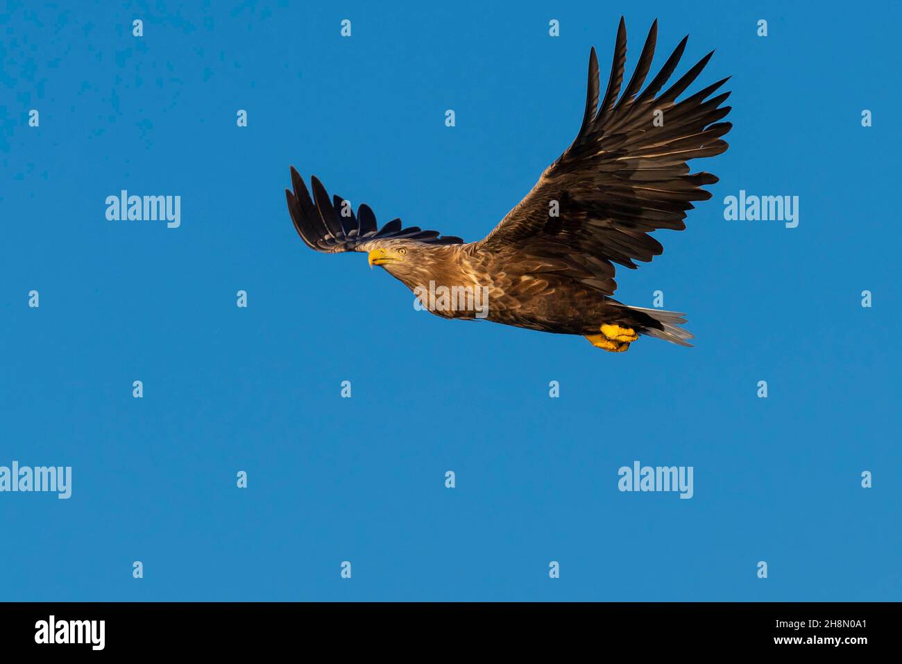 White-tailed eagle (Haliaeetus albicilla), bird of prey, Lauvsnes, North Trondelag, Norway Stock Photo