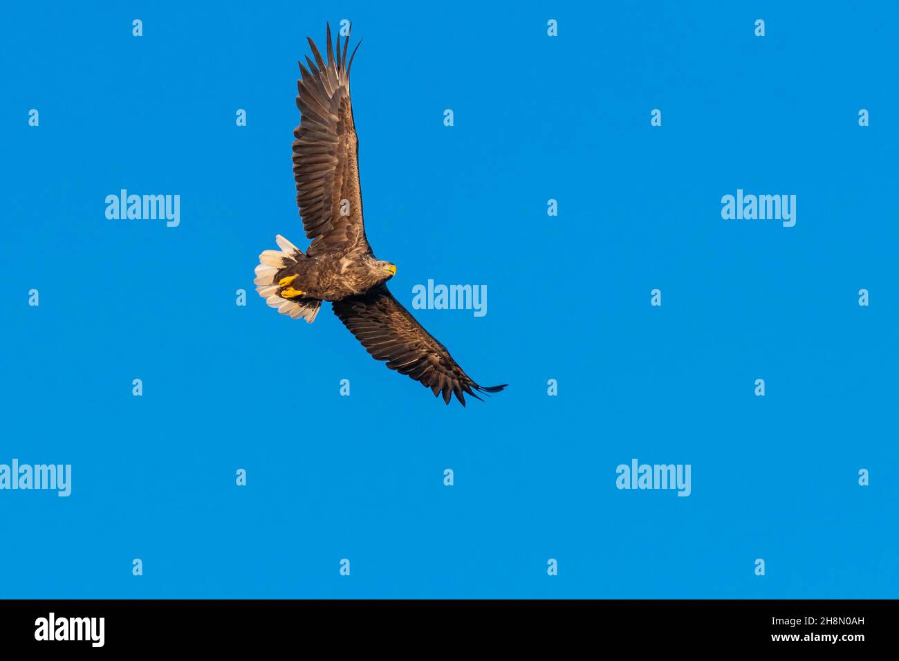 White-tailed eagle (Haliaeetus albicilla), bird of prey, Lauvsnes, North Trondelag, Norway Stock Photo