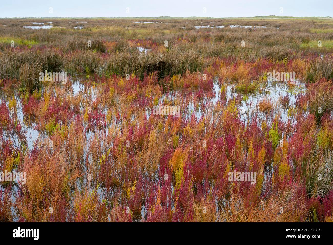 Red celery (Salicornia) in the mudflats, salt marsh, island, Spiekeroog, Lower Saxony, Germany Stock Photo