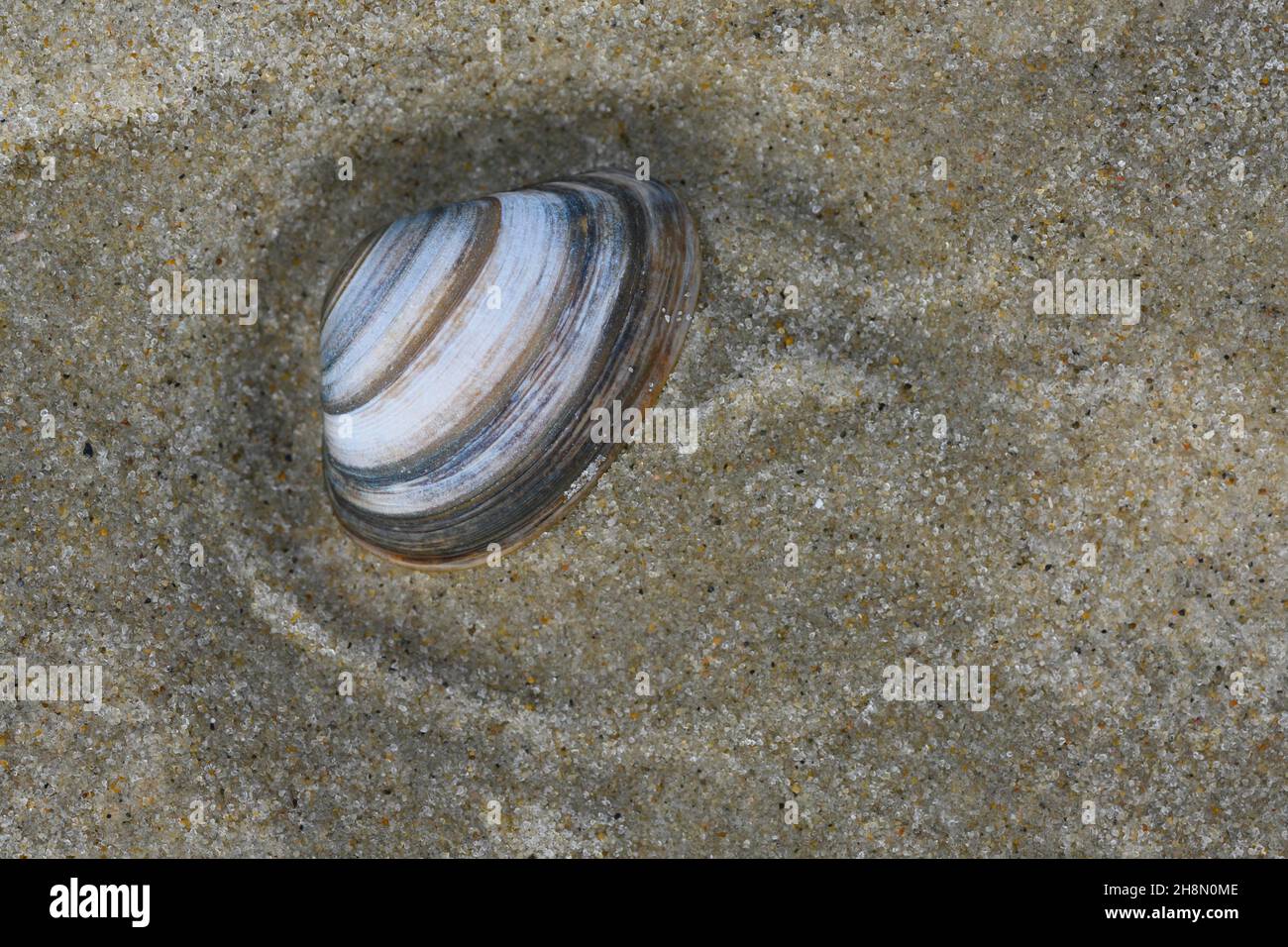 Baltic macoma (Limecola balthica) on the beach of the North Sea, island, Spiekeroog, Lower Saxony, Germany Stock Photo