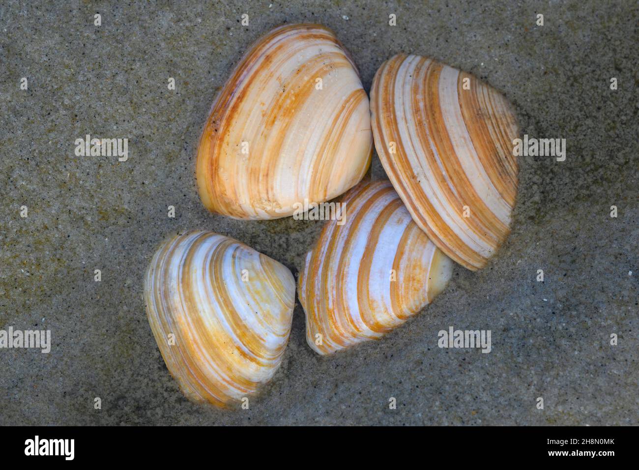 Baltic macoma (Limecola balthica) on the beach of the North Sea, island, Spiekeroog, Lower Saxony, Germany Stock Photo