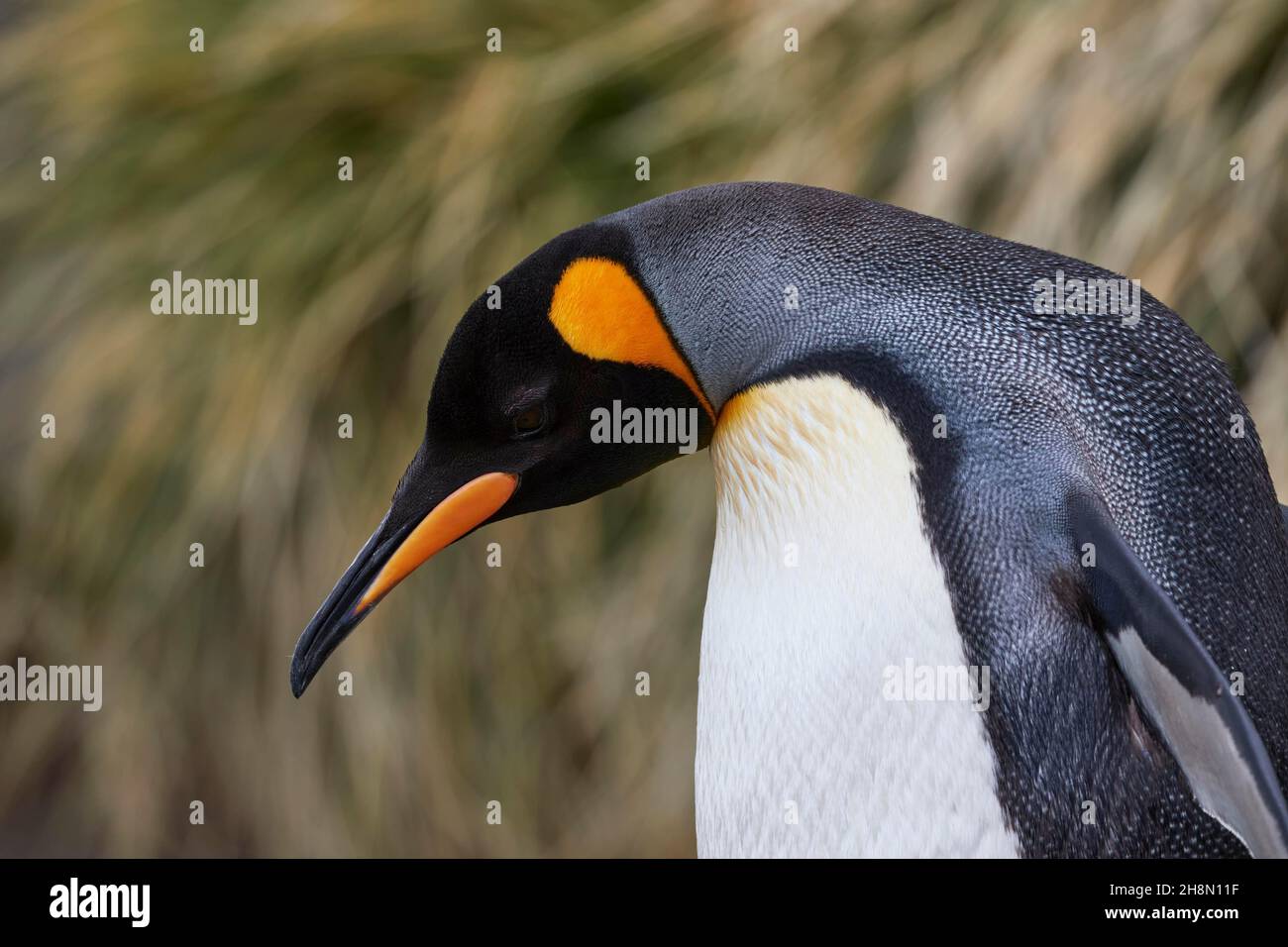 King penguin (Aptenodytes patagonicus), portrait, Fortuna Bay, South Georgia and South Sandwich Islands, British Overseas Territory, Antarctica Stock Photo