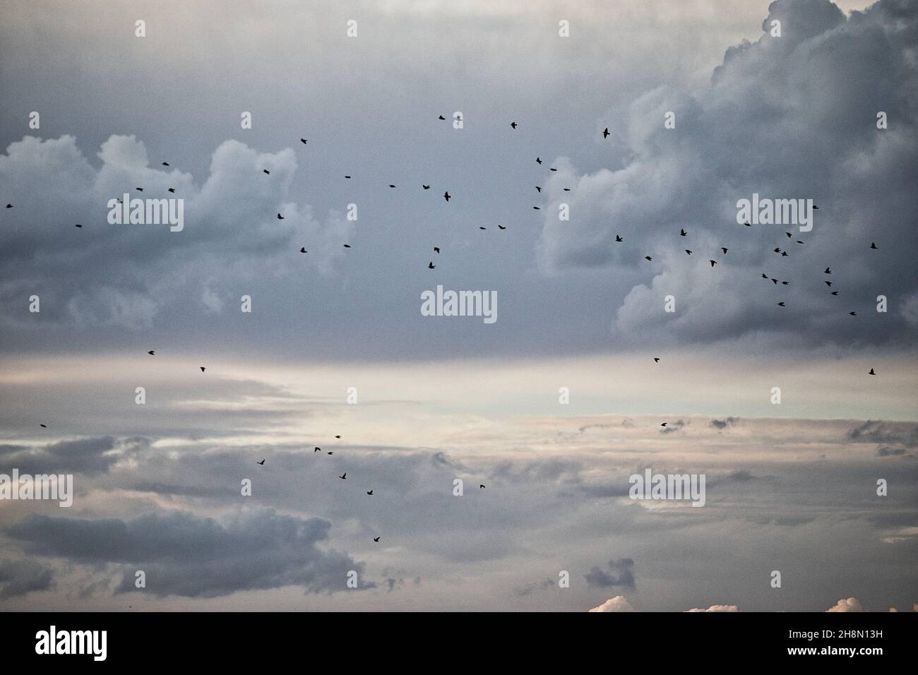Flock of birds flying in the cloudy sky Stock Photo - Alamy