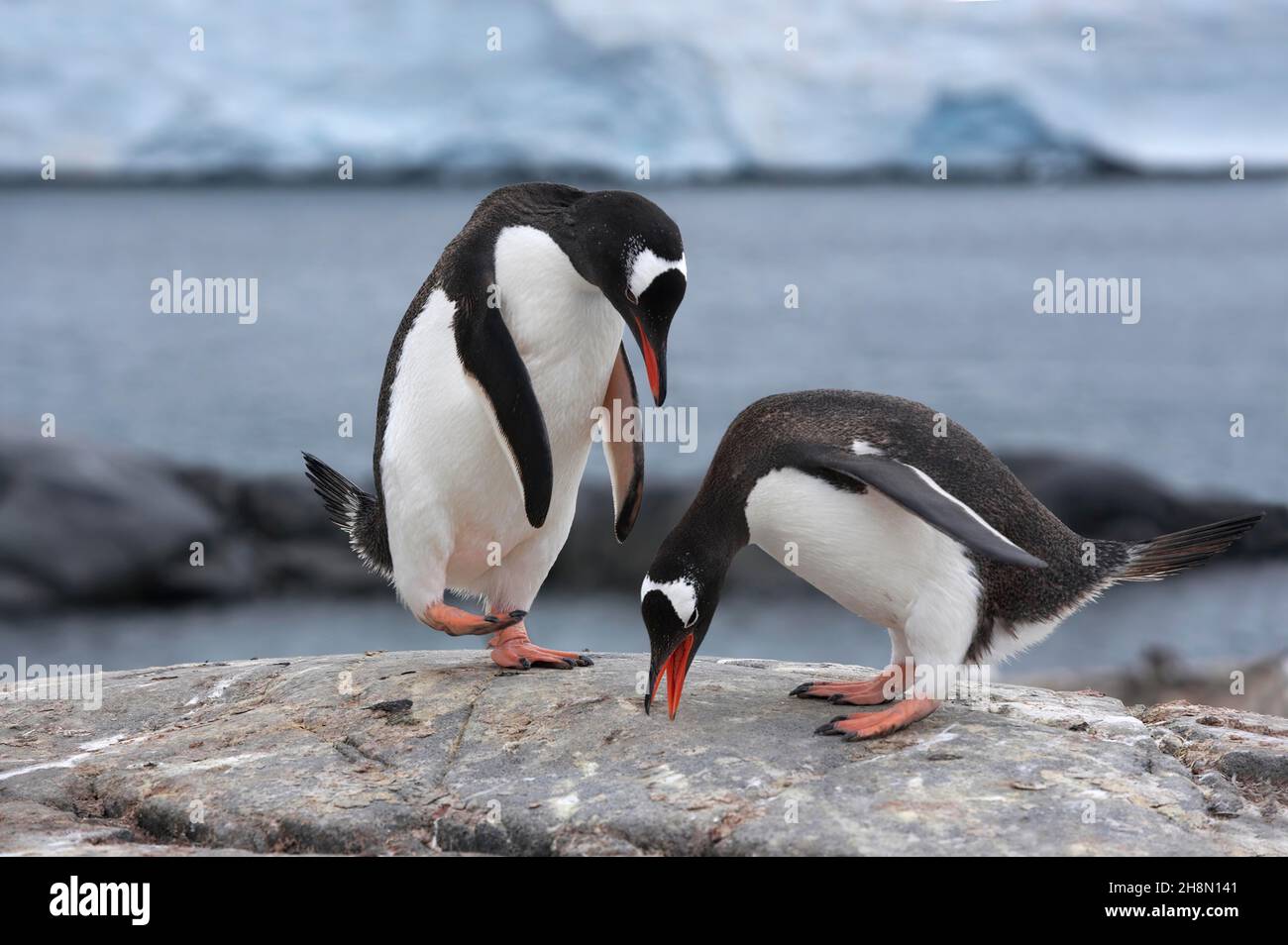 Male penguin rock female nest hi-res stock photography and images - Alamy