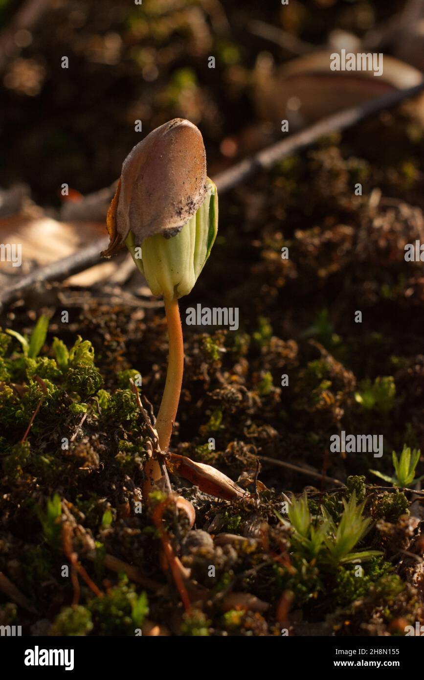 sprouting tree from grain in spring Stock Photo Alamy
