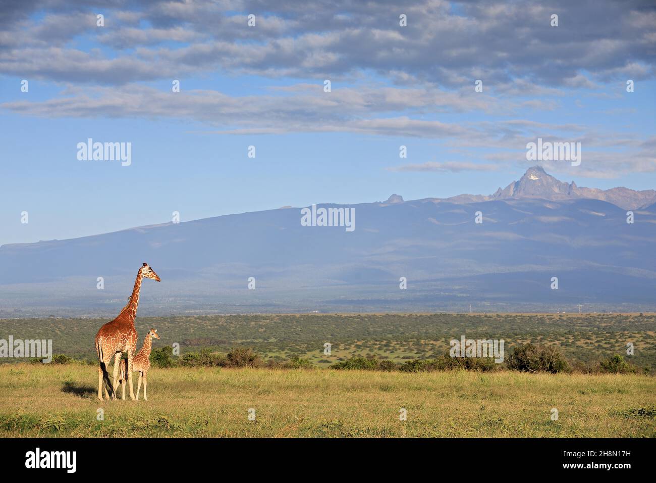 Reticulated giraffe (Giraffa camelopardalis reticulata) in front of Mount Kenya, cow, calf, mother, young, mammals, Solio Ranch Wildlife Sanctuary Stock Photo