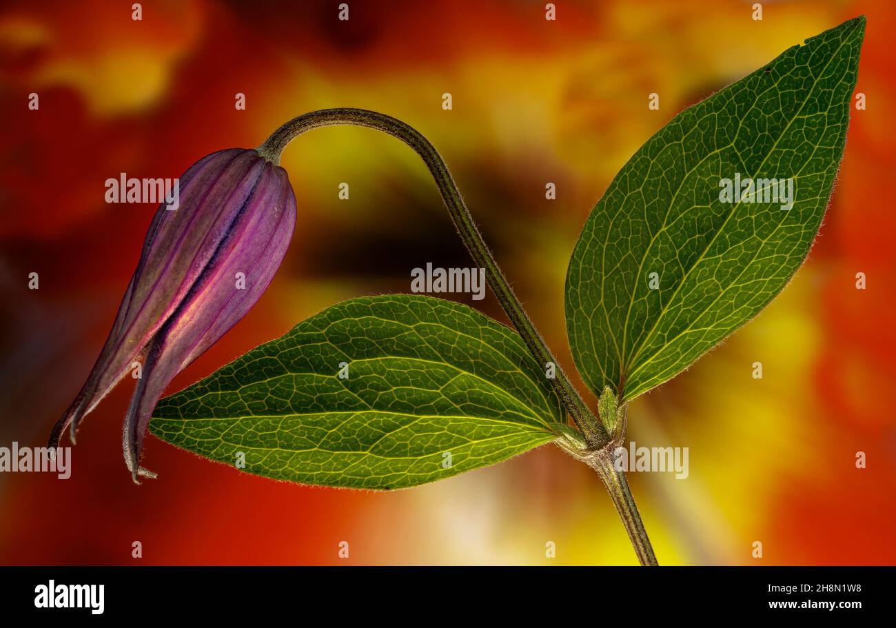 Clematis bud opening Stock Photo Alamy