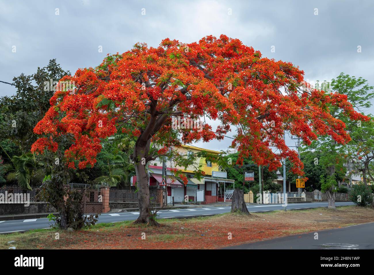 Royal poinciana (Delonix regia), also called flamboyant tree or peacock tree, strikingly beautiful flowering tree of the pea family (Fabaceae) Stock Photo