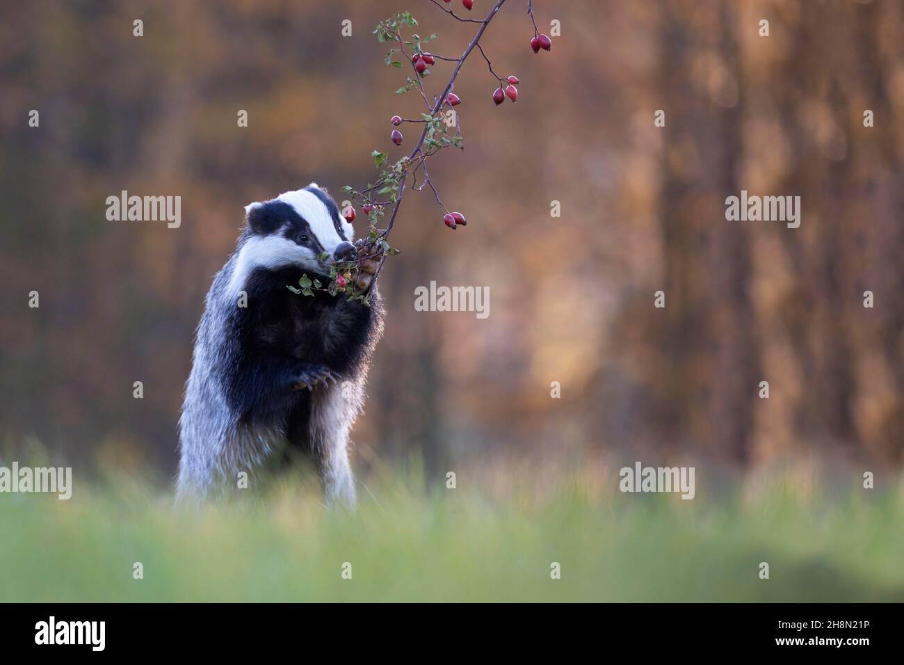 European badger (Meles meles) eating rosehips, Bitburg, Germany Stock Photo Alamy