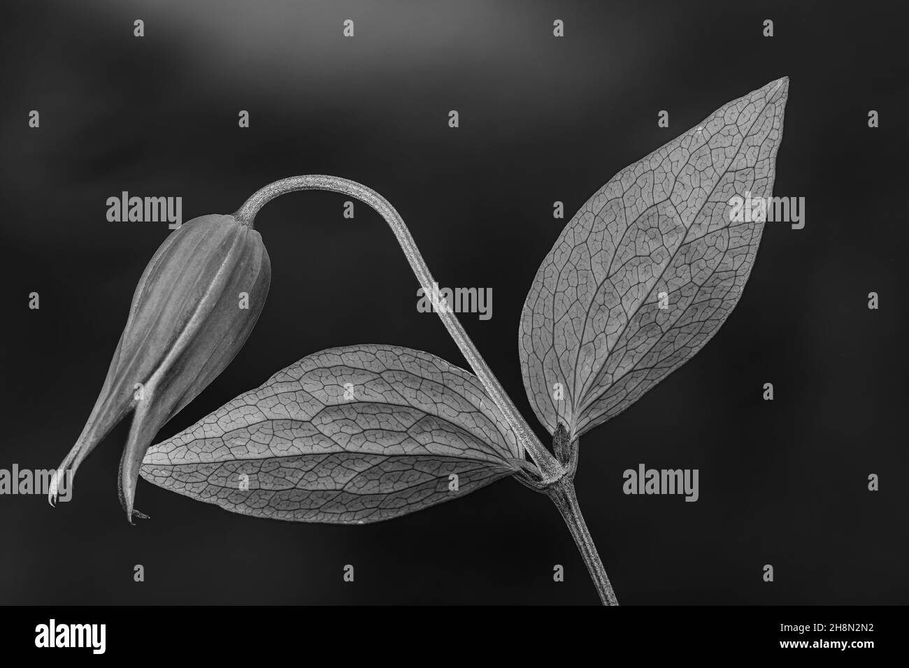 Clematis Black and White Stock Photo - Alamy