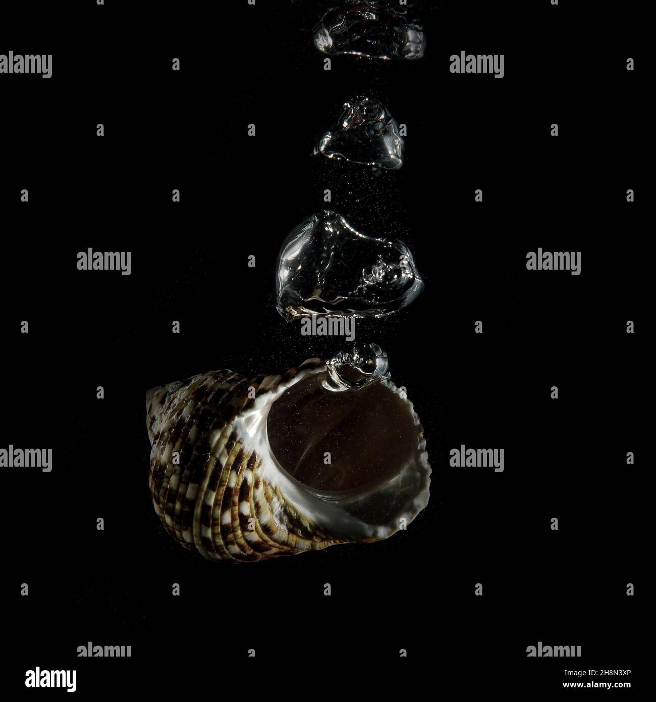 Shells under water with air bubbles Stock Photo