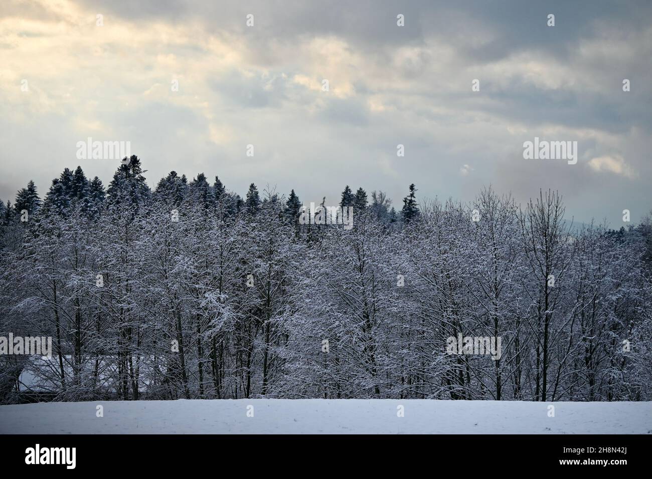 sfirst now covering trees and meadows in Austria Stock Photo