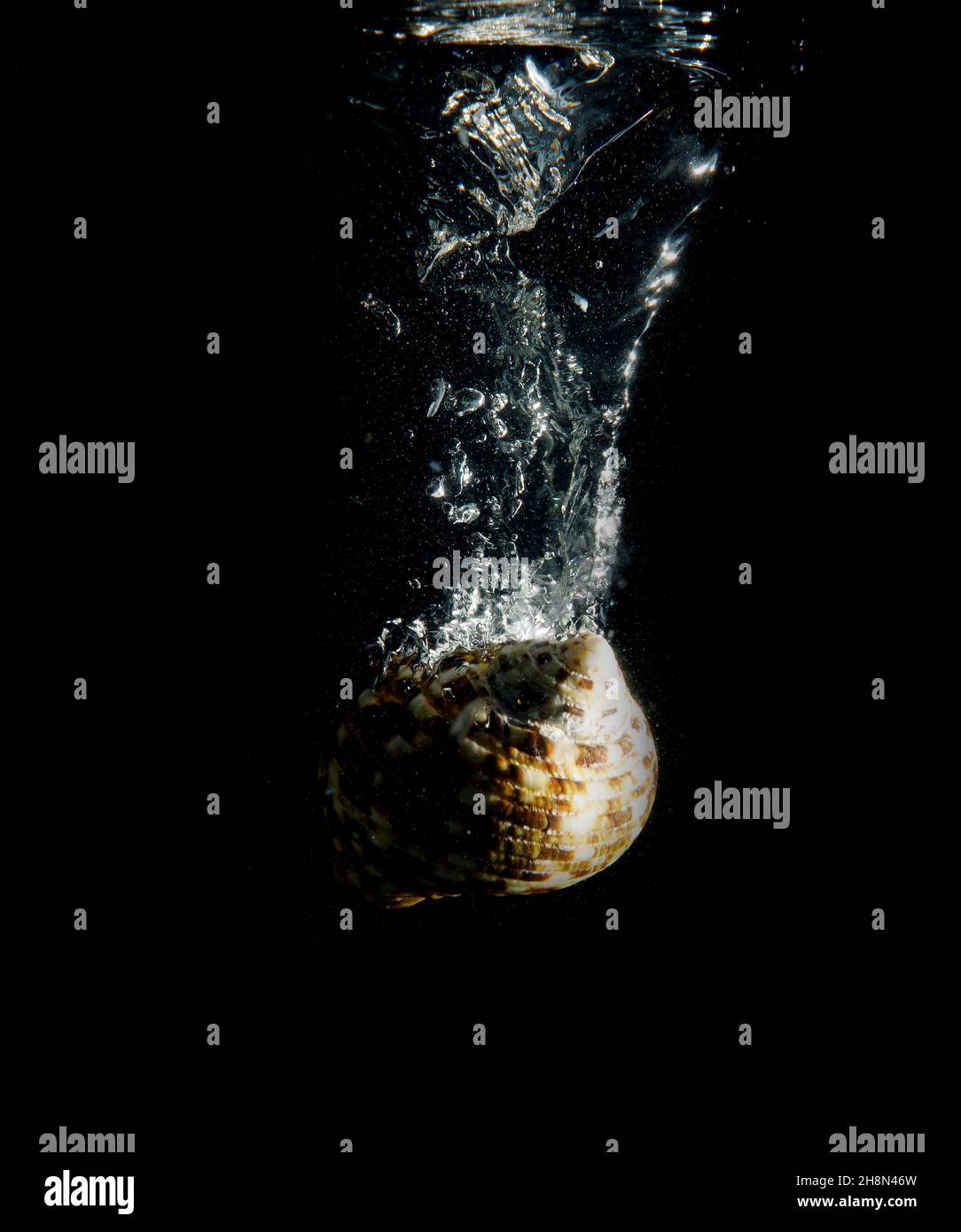 Shells under water with air bubbles Stock Photo