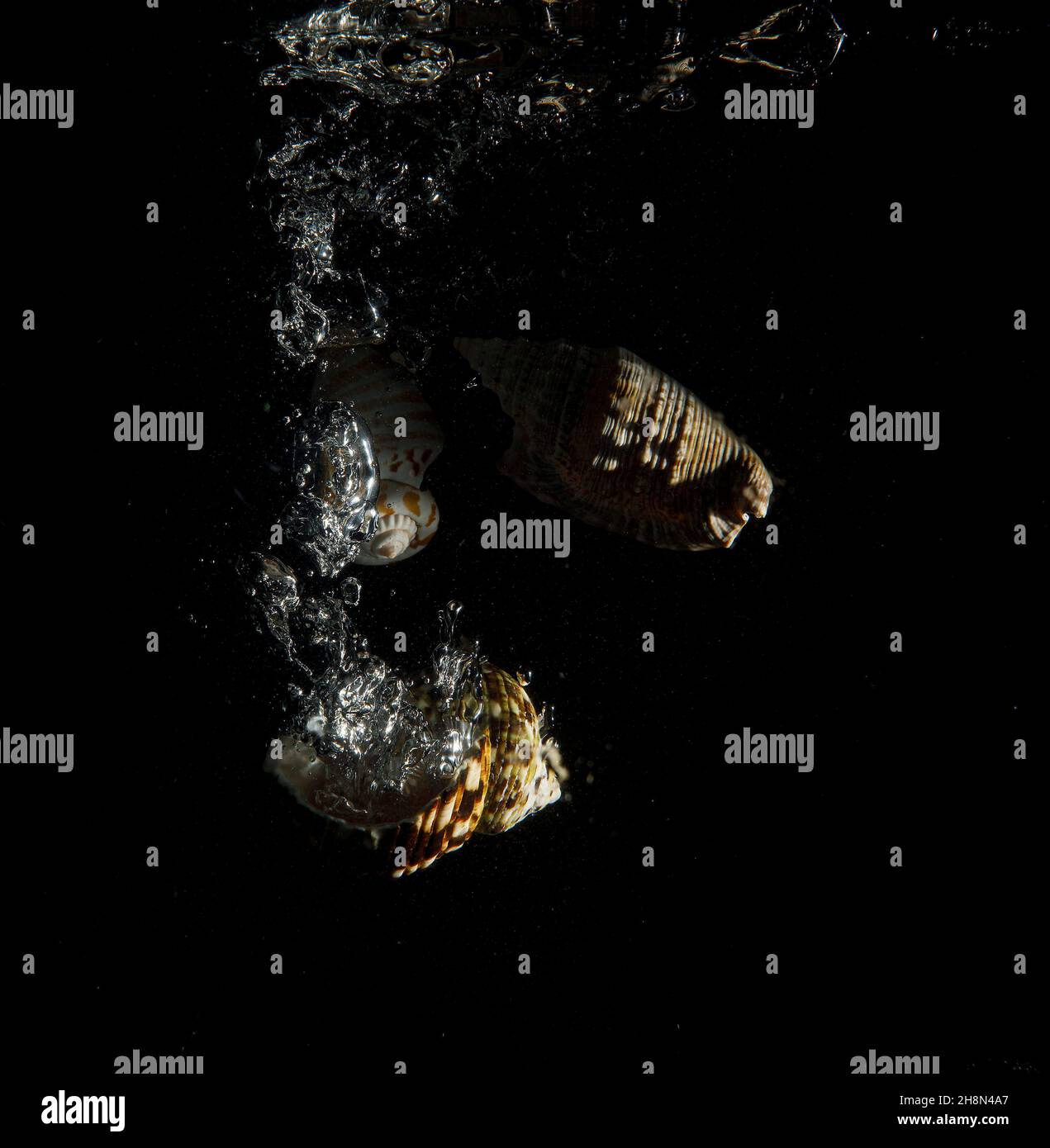 Shells under water with air bubbles Stock Photo