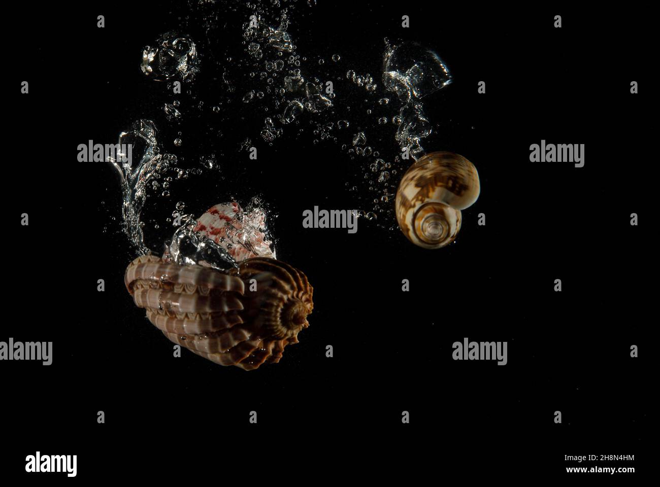 Shells under water with air bubbles Stock Photo