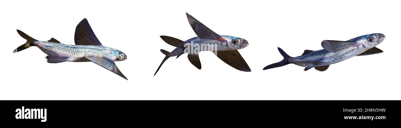 Flying fish hi-res stock photography and images - Alamy