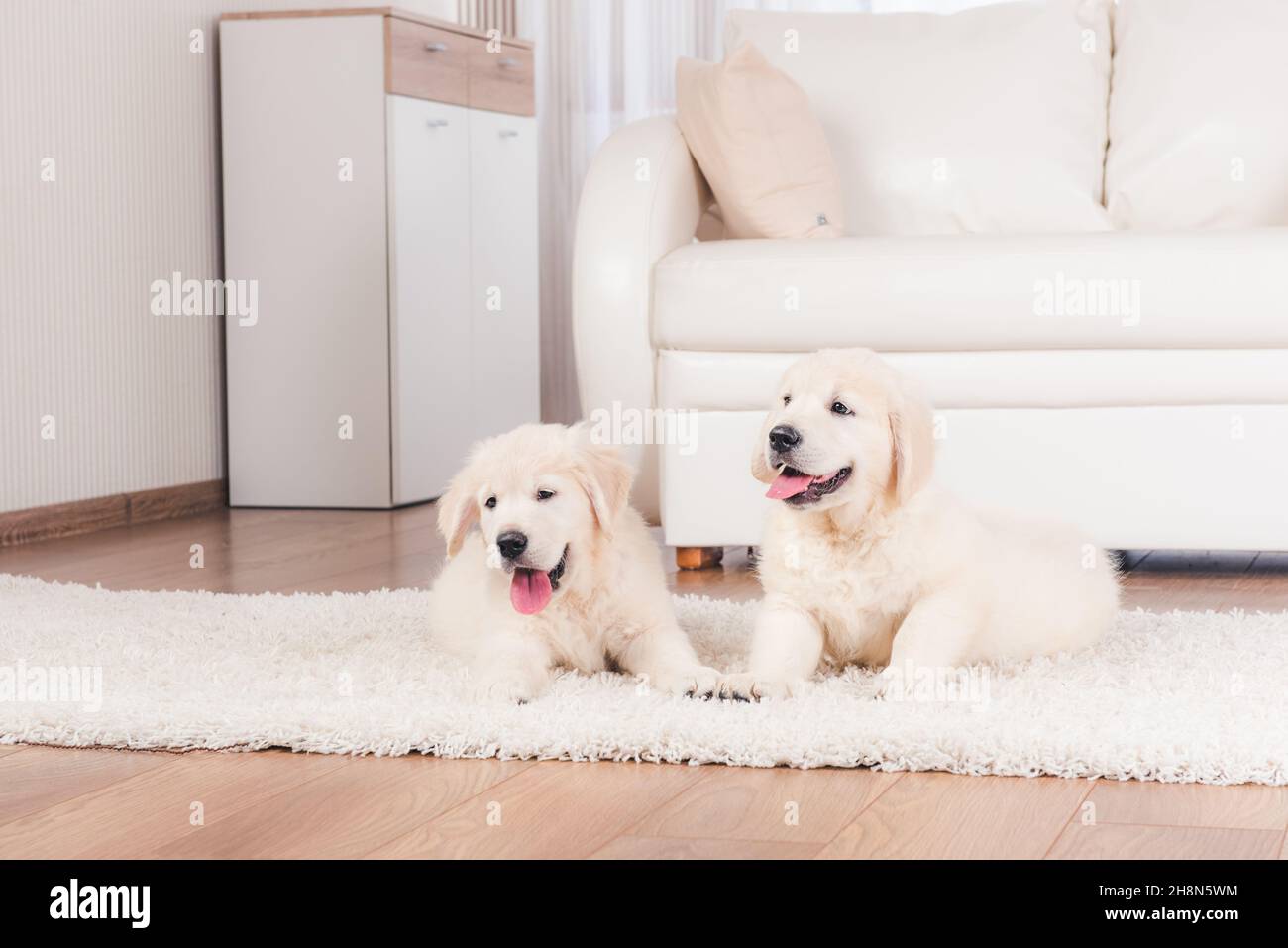 Two retriever puppies at home Stock Photo