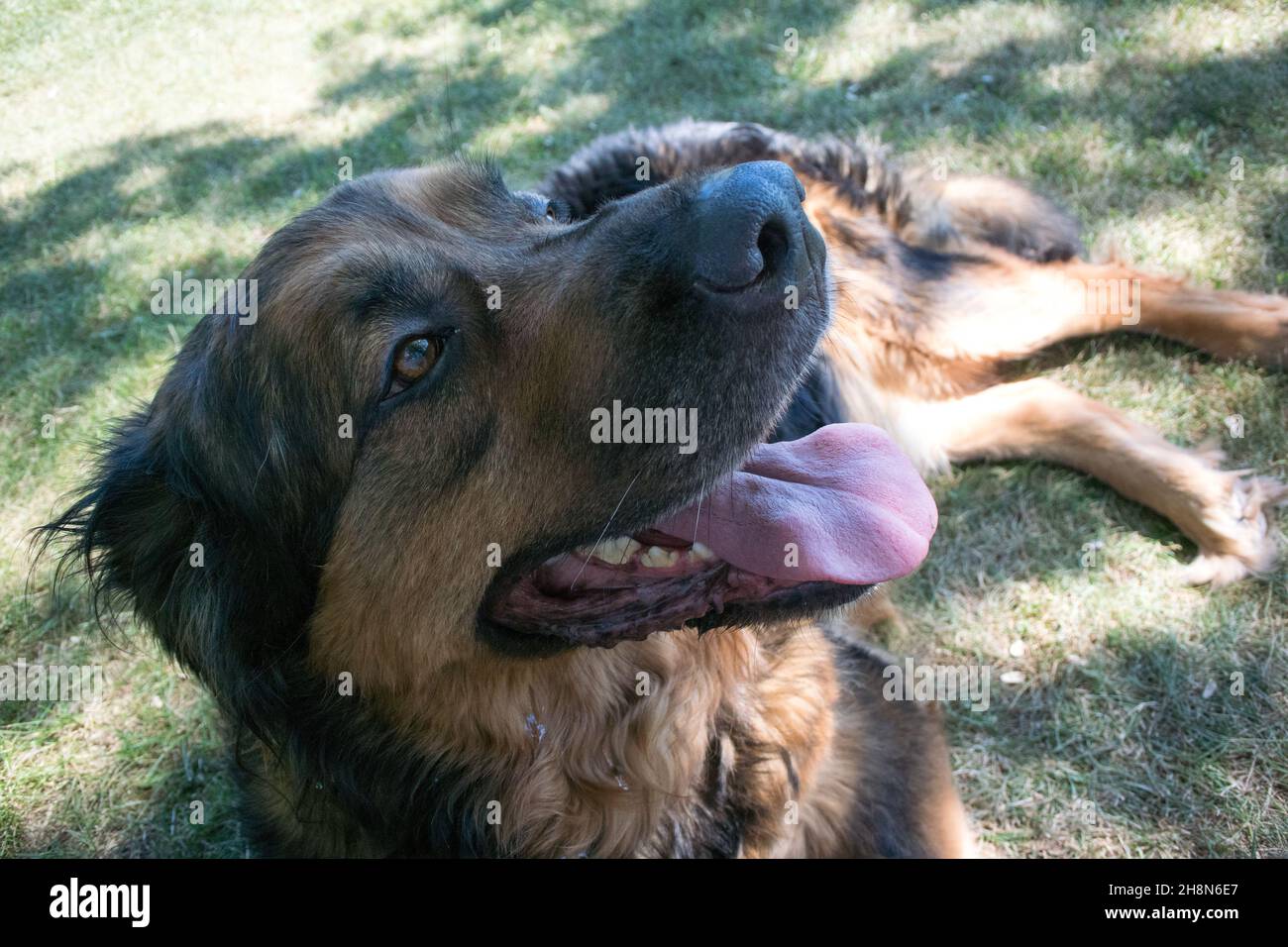 Big fluffy dog laying down Stock Photo - Alamy