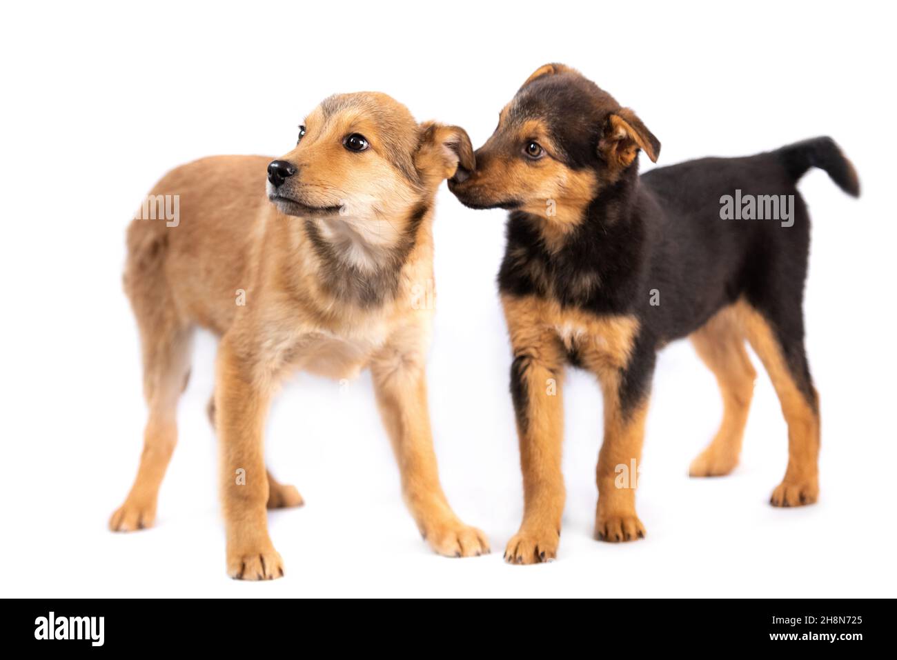 Brown and black puppies isolated Stock Photo