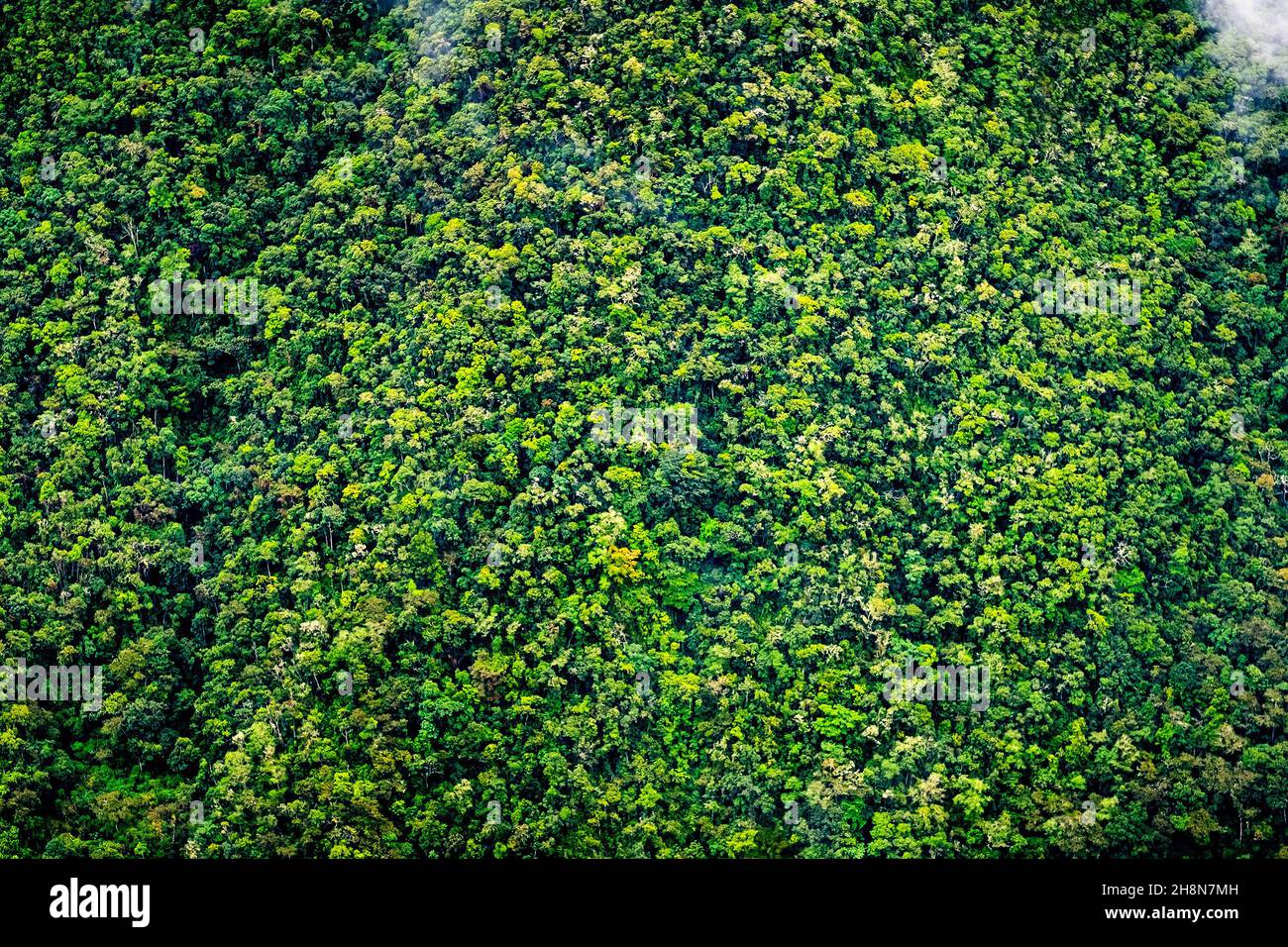 Aerial view of green forest Stock Photo - Alamy