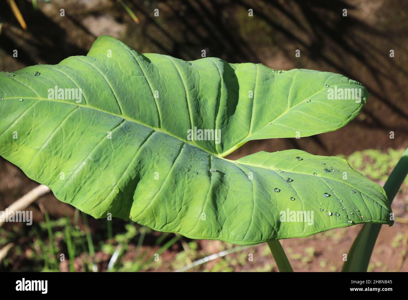 Elephant ear plants or taro leaf with dew and sunlight, Bigleaf plant with showers of natural light Stock Photo