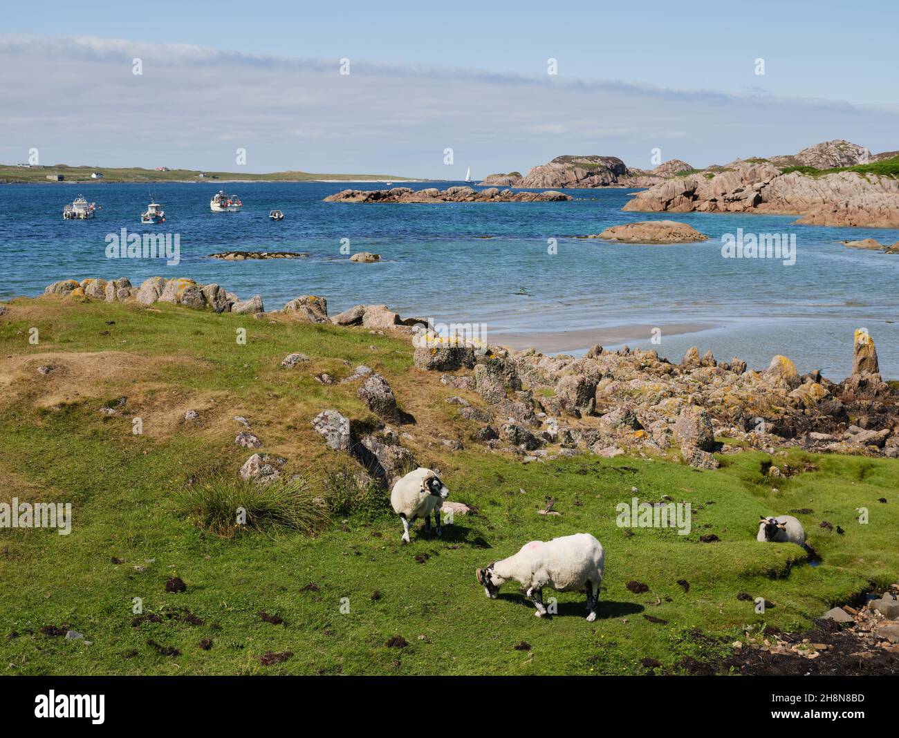 Sheep grazing on the coast at Fionnphort, Ross of Mull, Isle of Mull in