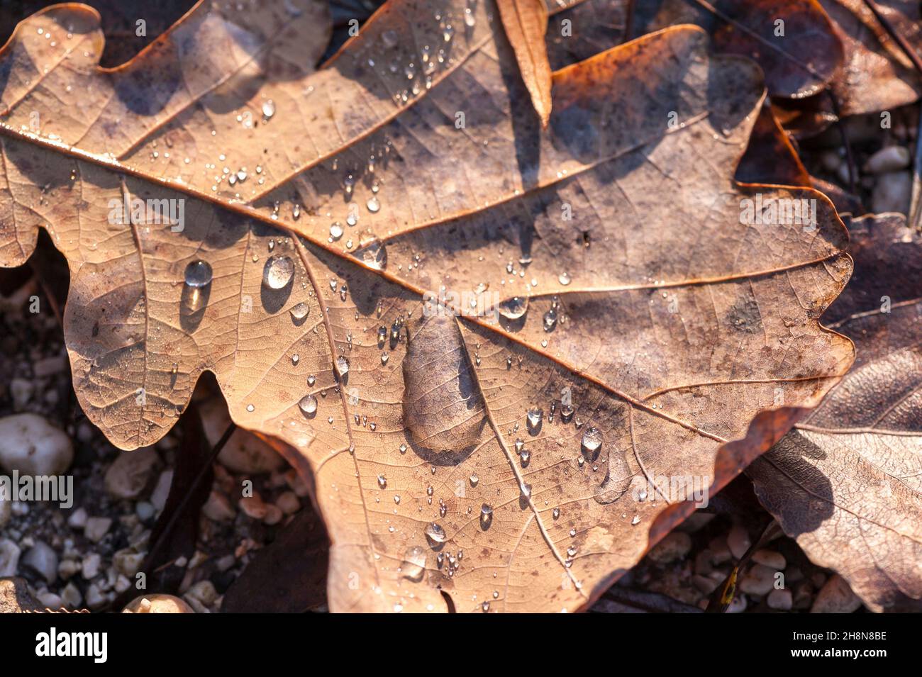 Raindrops on leaf Stock Photo