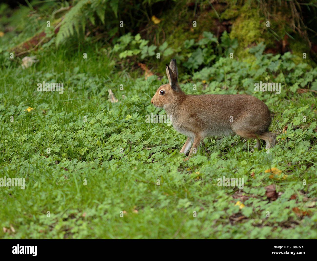 Irish hare Stock Photo