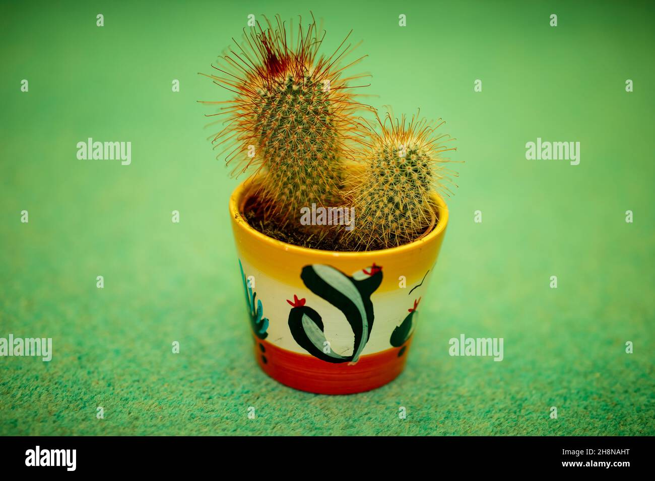 Two cactus in a cactus painted pot photographed in green light. England, UK. Stock Photo