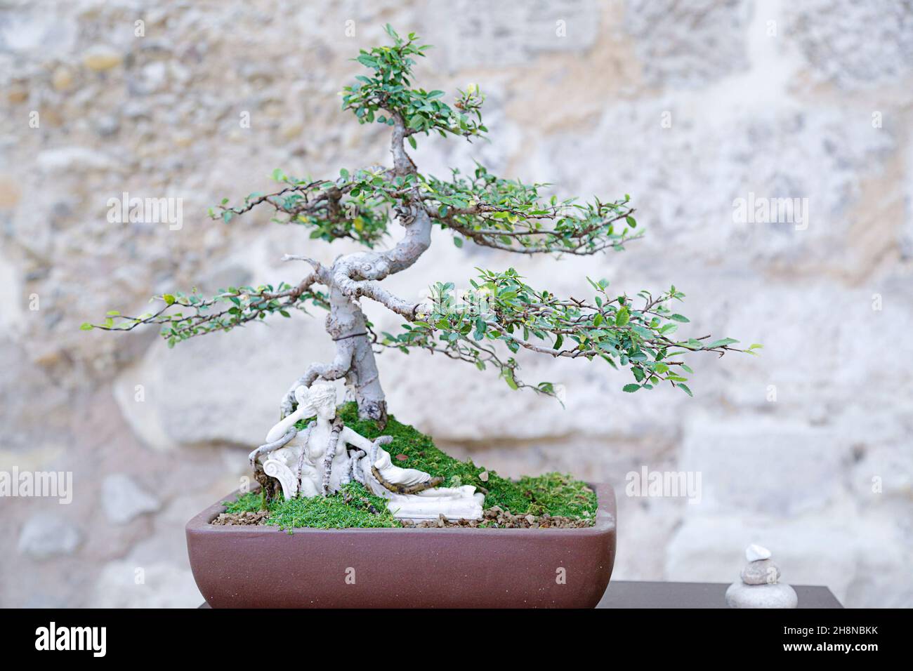 Ulmus parvifolia (Chinese elm) bonsai tree against a stone wall Stock Photo