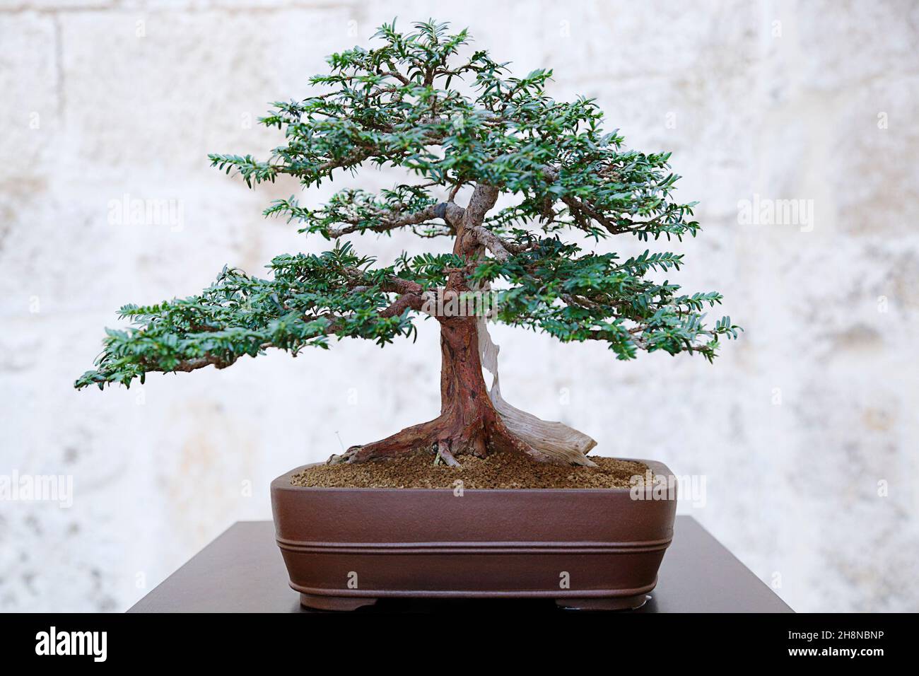 Taxus baccata bonsai tree against a stone wall Stock Photo