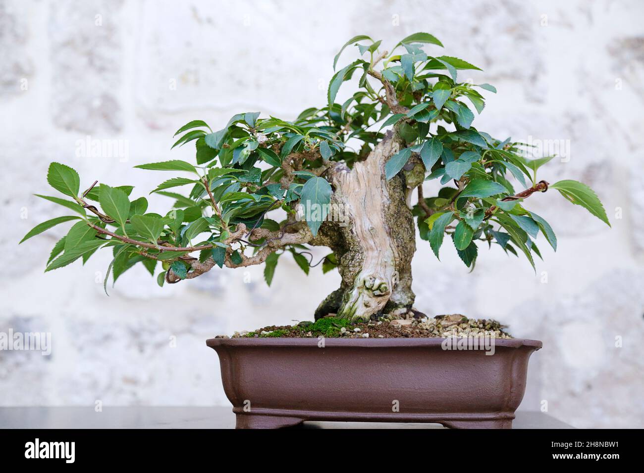 Forsythia bonsai tree against a stone wall Stock Photo - Alamy