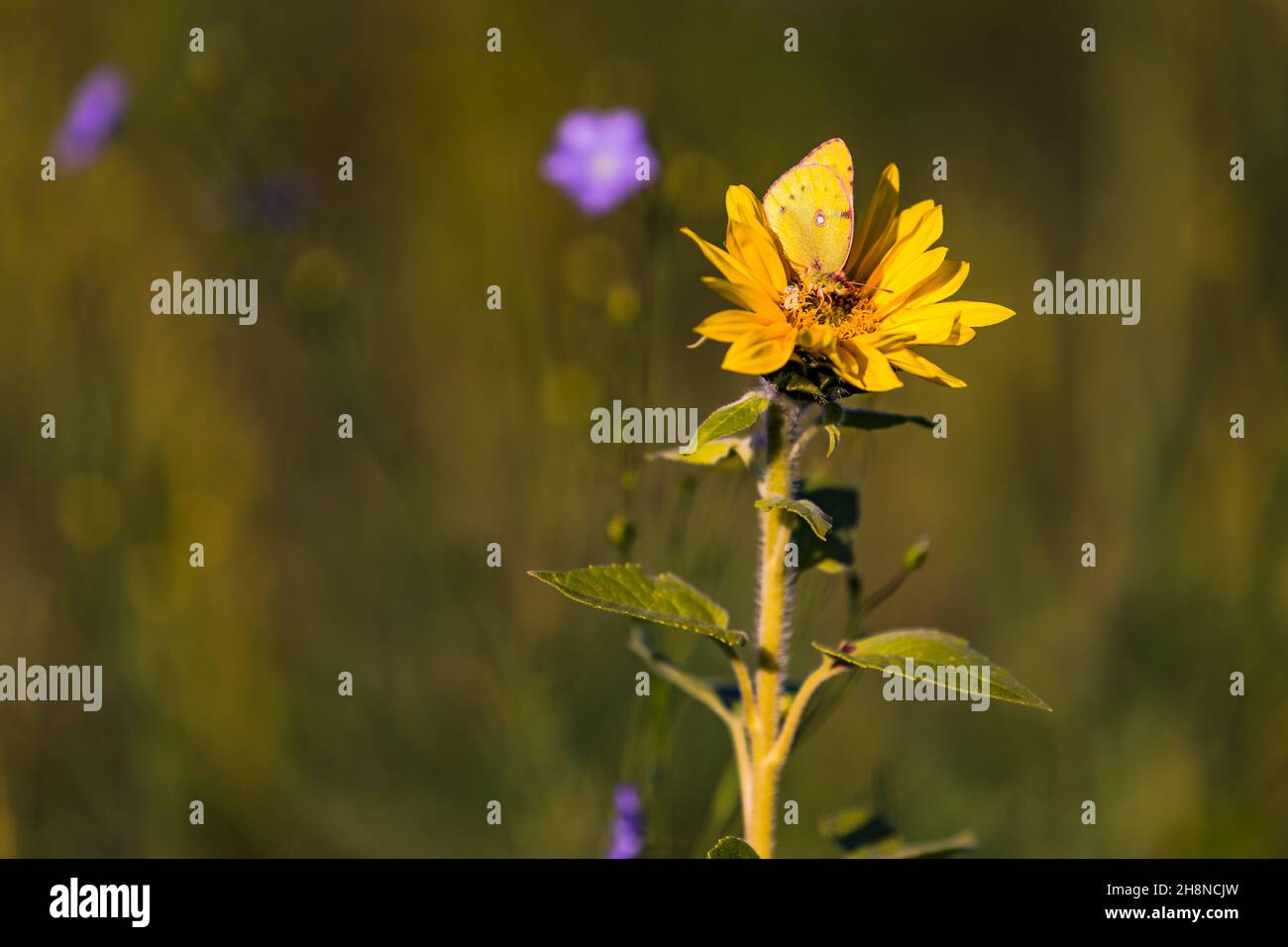 A yellow butterfly sits on a yellow sunflower, which is isolated in ...