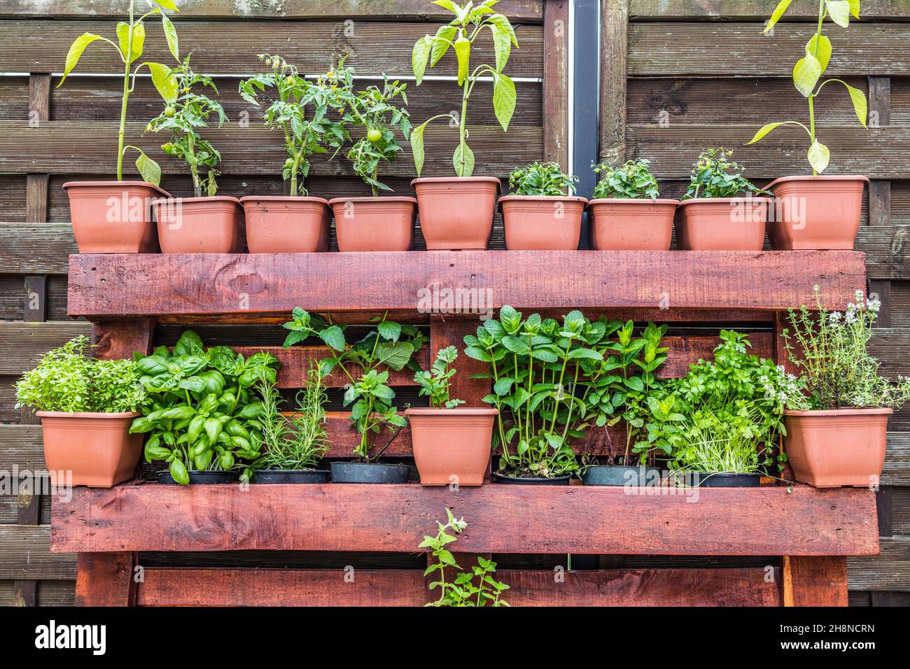 Vertical herb garden in pots. Home garden, herbs in outdoor backyard. Wooden crate with a variety of fresh green potted culinary herbs growing outdoor Stock Photo