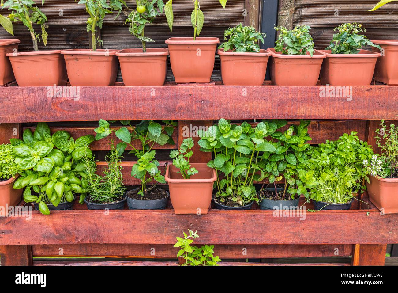 Vertical herb garden in pots. Home garden, herbs in outdoor backyard. Wooden crate with a