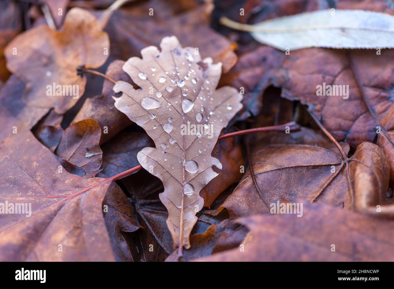 Raindrops on leaf Stock Photo