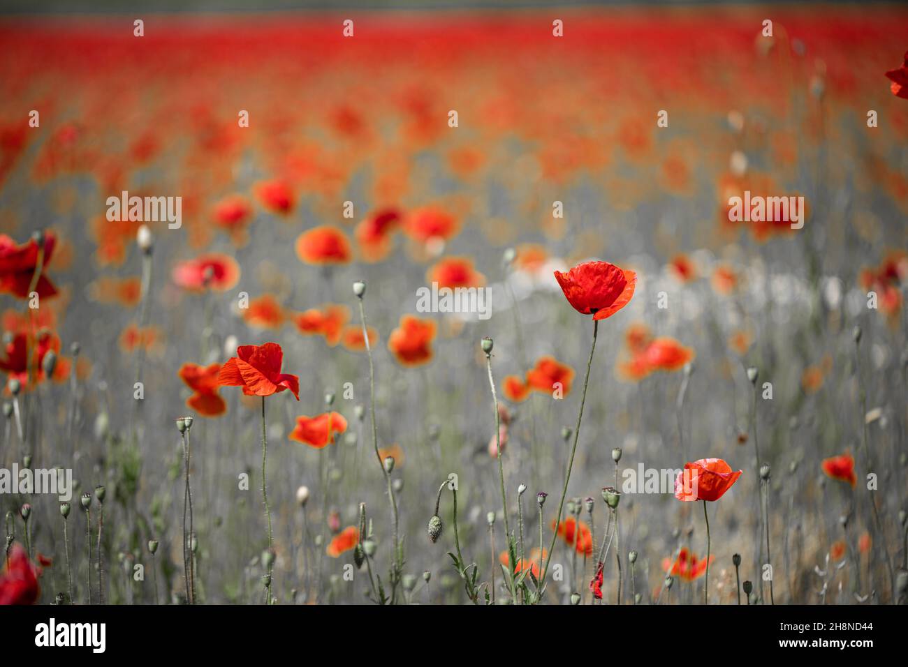 Selective color beautiful poppies on black and white background. Red poppies against black and white background, artistic love romance floral design Stock Photo