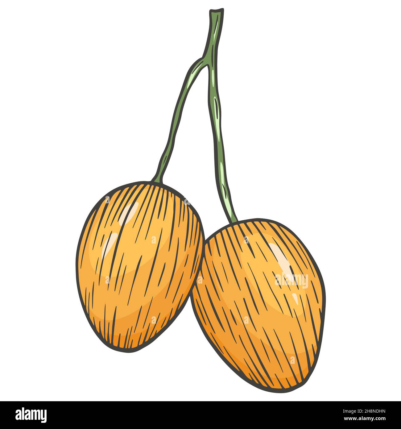 Mango isolated vector illustration. Pair of mango fruits on a branch
