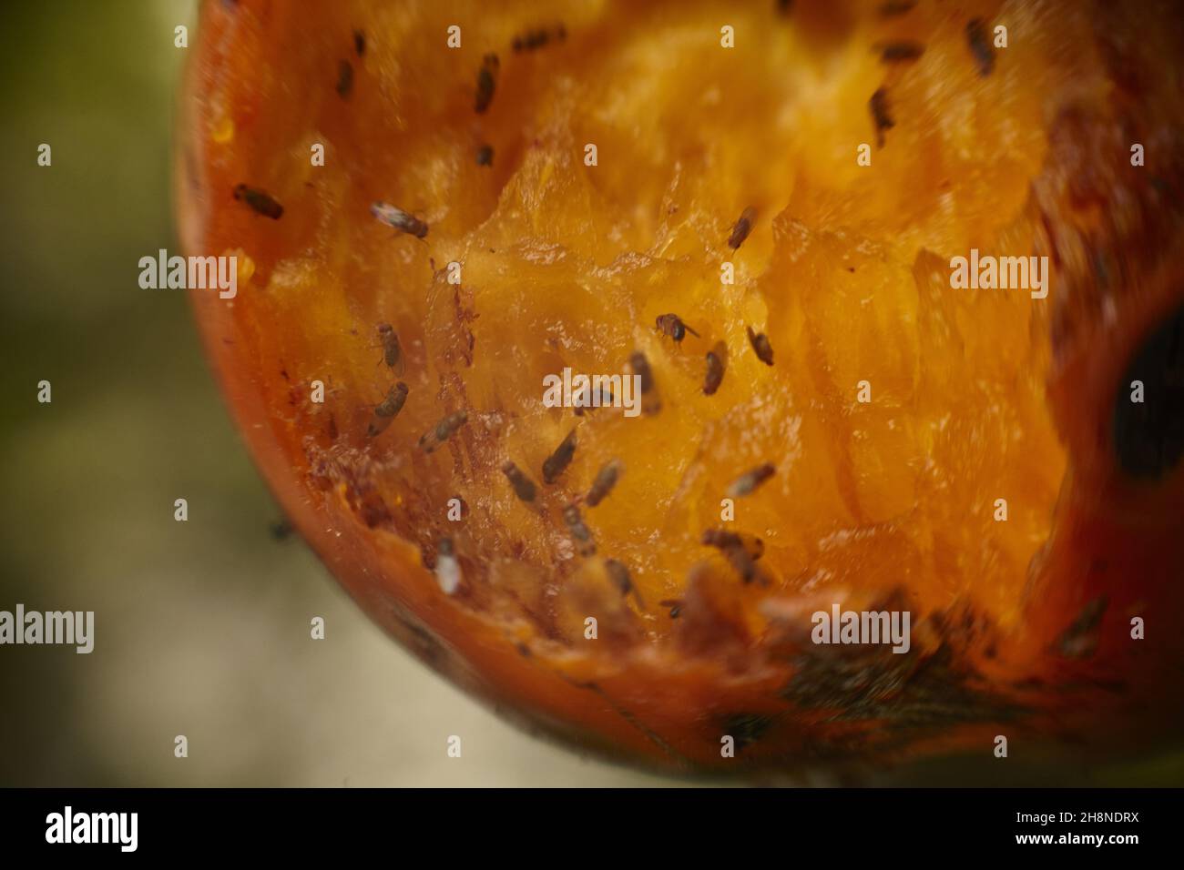 The rotting of the fruit with insects Stock Photo Alamy