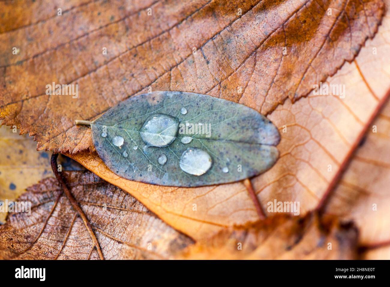 Raindrops on autumn leaf Stock Photo