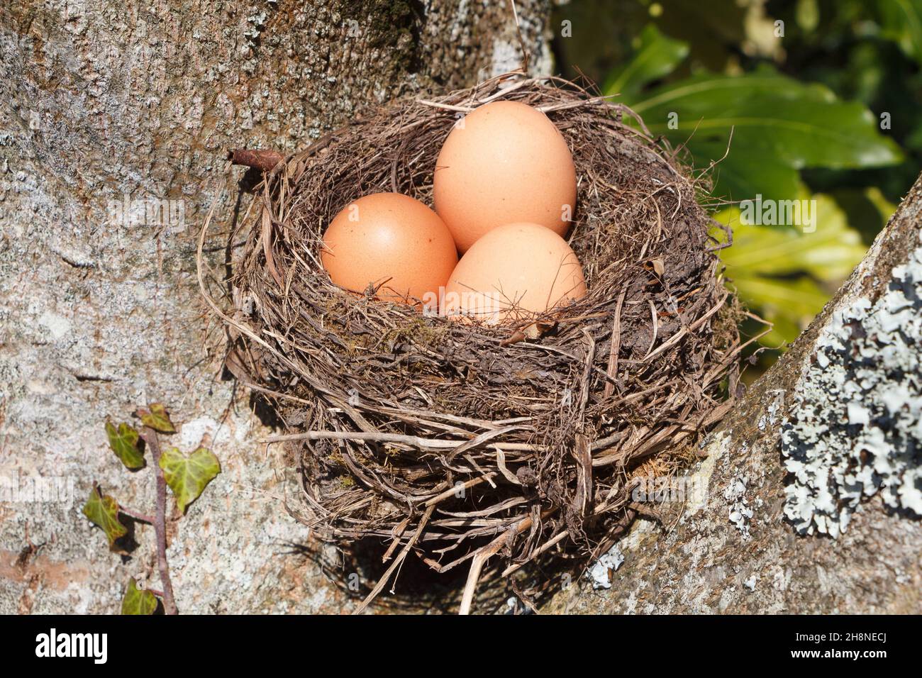 Nest with three hen eggs in a tree for Easter Stock Photo - Alamy