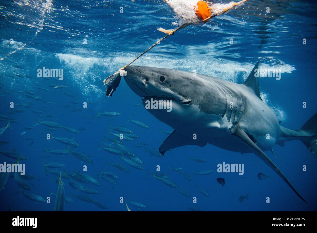 Brutus the great white chases after the bait. GUADALUPE ISLAND, MEXICO:  MEET one of the ocean?s most grizzled sharks as he attacks his meal off the  co Stock Photo - Alamy