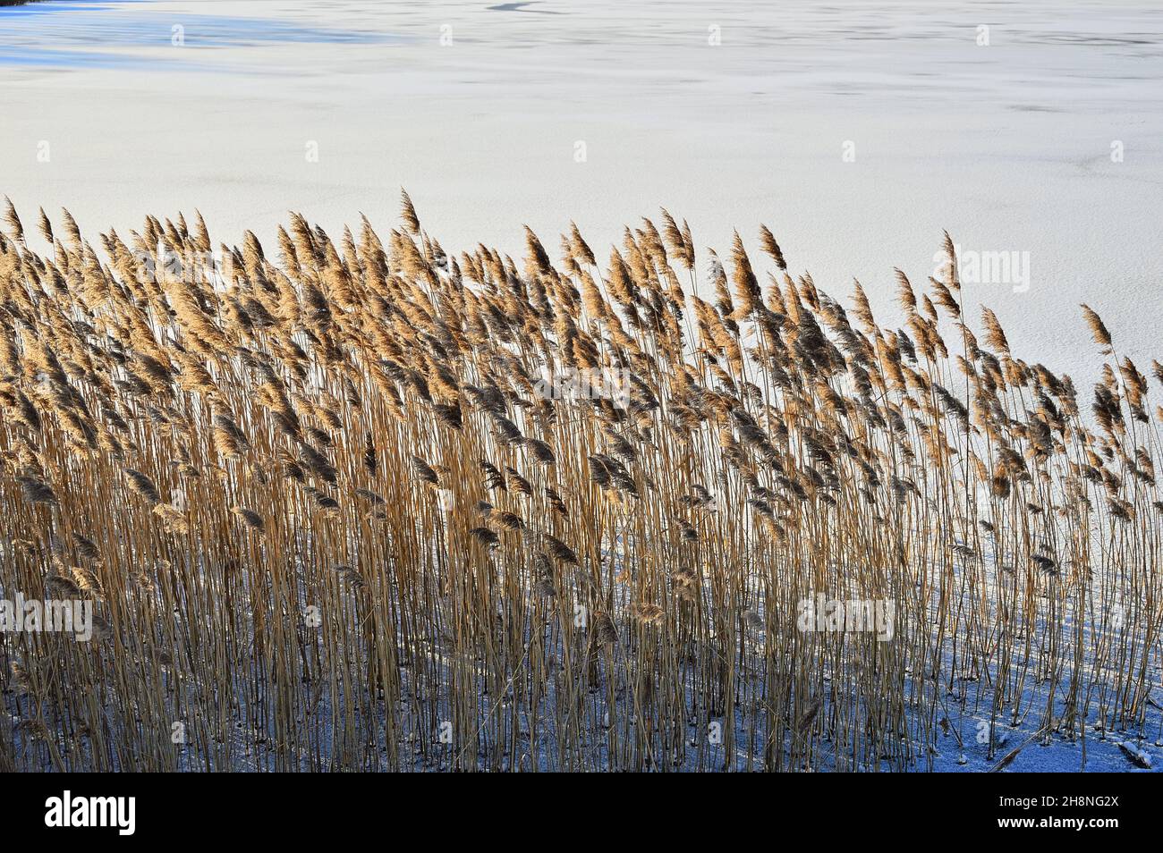 Shore of the lake and reeds on a cold winter day. Snow. Ice Stock Photo ...