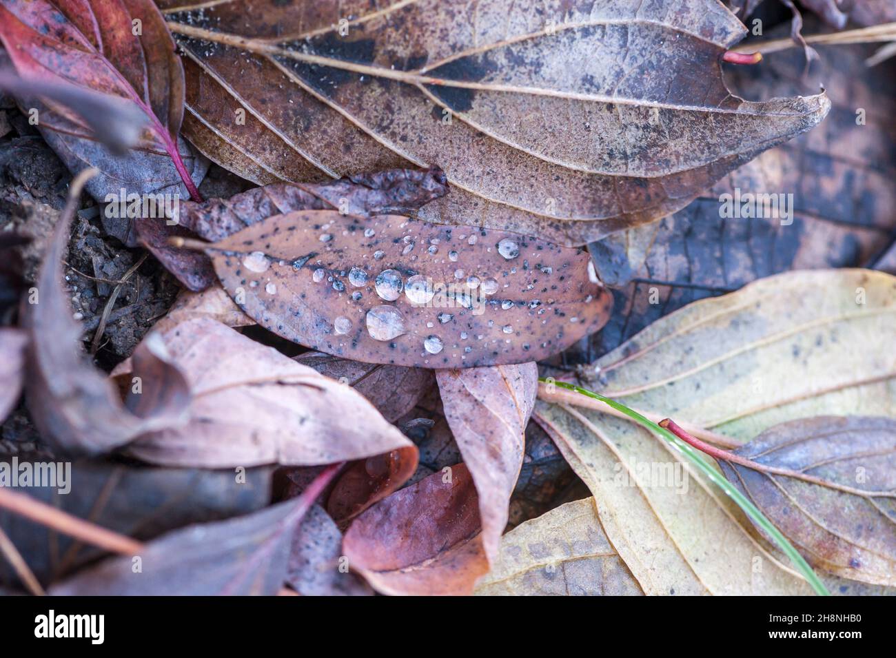 Raindrops on leaf Stock Photo