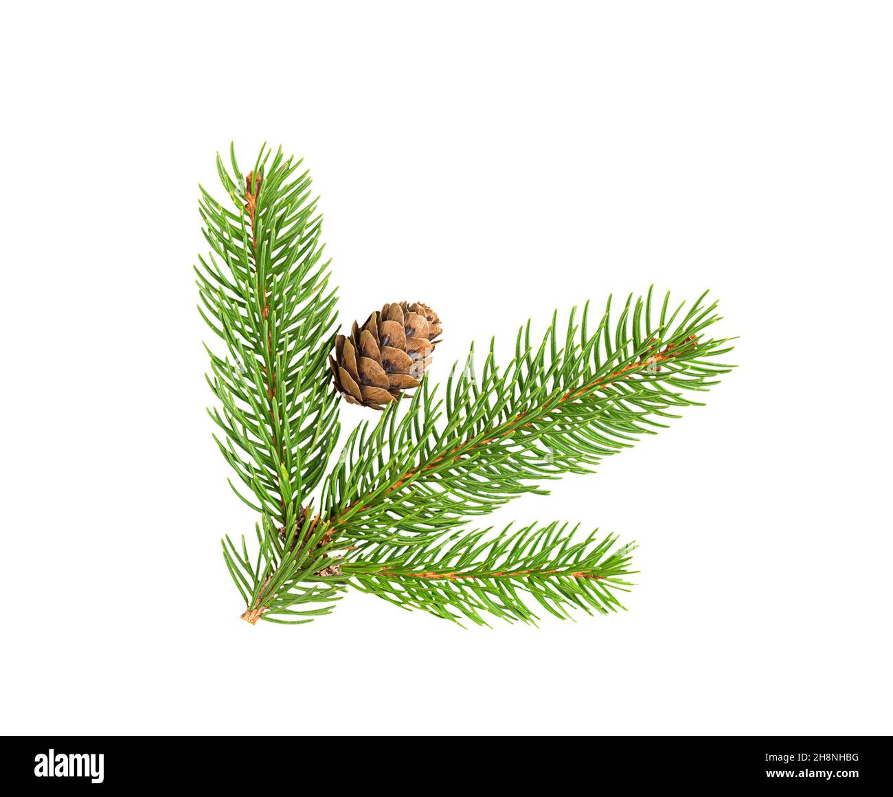 pine branch with a cone isolated on white background Stock Photo