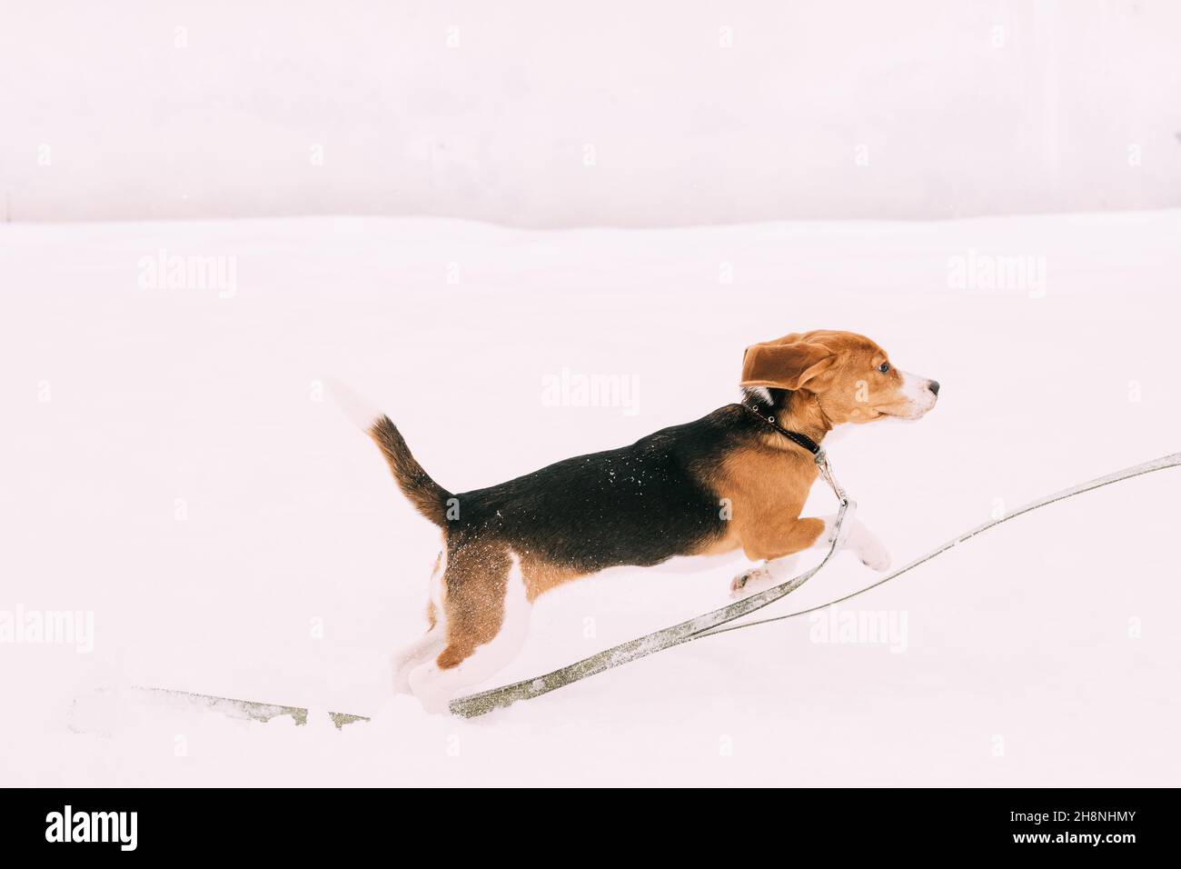 Funny Tricolor Puppy Of English Beagle Playing Fast Running In Snow Snowdrift At Winter Day Stock Photo